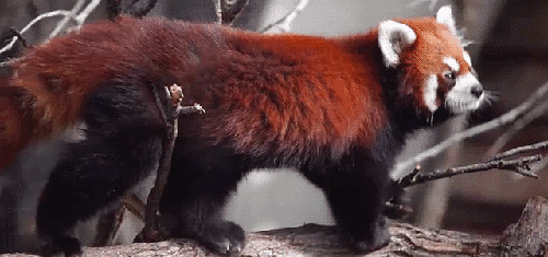 posing red panda