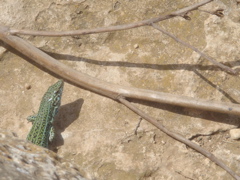 Formentera's Lizard